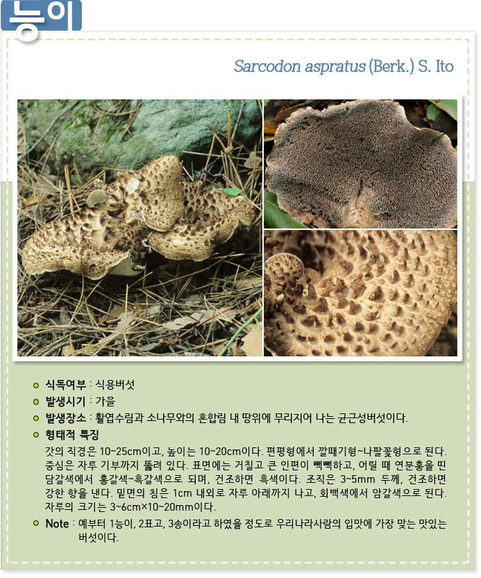 능이. Sarcodon aspratus (Berk.) S. Ito 
                    
식독여부 : 식용버섯

발생시기 : 가을

발생장소 : 활엽수림과 소나무와의 혼합림 내 땅위에 무리지어 나는 균근성버섯이다.

형태적 특징 : 갓의 직경은 10~25cm이고, 높이는 10~20cm이다. 편평형에서 깔때기형~나팔꽃형으로 된다. 중심은 자루 기부까지 뚫려 있다. 표면에는 거칠고 큰 인편이 빽빽하고, 어릴 때 연분홍을 띤 담갈색에서 홍갈색~흑갈색으로 되며, 건조하면 흑색이다. 조직은 3~5mm 두께, 건조하면 강한 향을 낸다. 밑면의 침은 1cm 내외로 자루 아래까지 나고, 회백색에서 암갈색으로 된다. 자루의 크기는 3~6cm×10~20mm이다.
 
Note : 예부터 1능이, 2표고, 3송이라고 하였을 정도로 우리나라사람의 입맛에 가장 맞는 맛있는 버섯이다.

