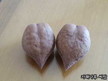 가래나무 씨앗