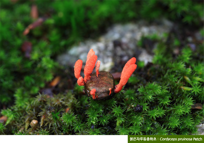 붉은자루동충하초 : Cordyceps pruinosa Petch