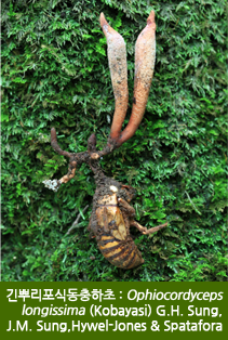 긴뿌리포식동충하초 : Ophiocordyceps
longissima (Kobayasi) G.H. Sung,
J.M. Sung,Hywel-Jones &  Spatafora