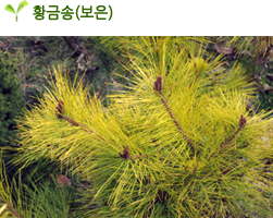 황금송(보은)
