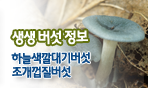 생생버섯정보 하늘색깔대기버섯 조개껍질버섯