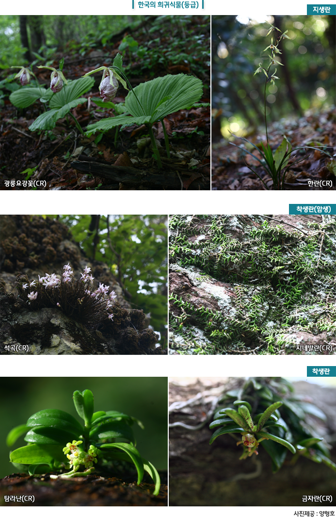한국의 희귀식물(등급) 
자생란 : 광릉요강꽃(CR), 한란(CR)
착생란(암생) : 석곡(CR), 지네발란(CR)
착생란 : 탐라난(CR), 금자란(CR)
사진제공: 양형호
                    