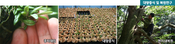 대량증식 및 복원연구 종자채집 , 대랑증식, 현지내복원