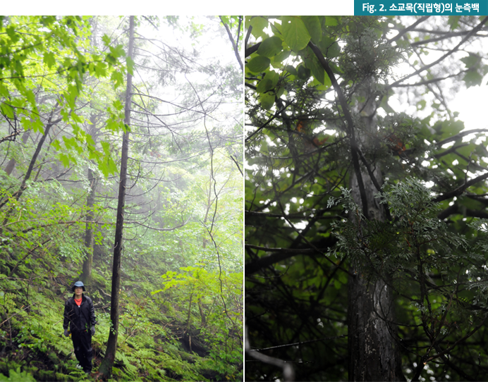 Fig.2. 소교목(직립형)의 눈측백