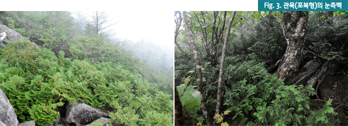 Fig.3. 관목(포복형)의 눈측백