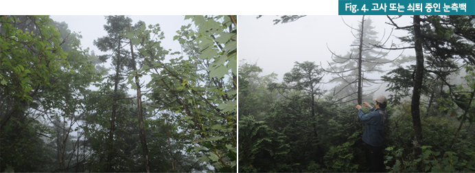 Fig.4. 고사 또는 쇠퇴 중인 눈측백