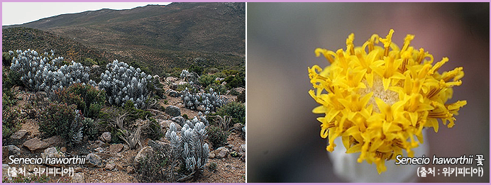 Senecio haworthii , Senecio haworthii 꽃 (출처:위키피디아) 