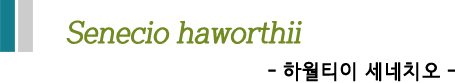 Senecio haworthii -하월티이 세네치오 - 