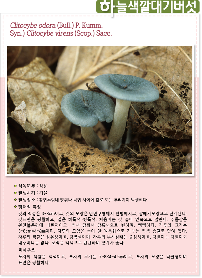 하늘색깔대기버섯 Clitocybe odora (Bull.) P. Kumm.
Syn.) Clitocybe virens (Scop.) Sacc.  
                    
식독여부 : 식용

발생시기 : 가을

발생장소 :  활엽수림내 땅위나 낙엽 사이에 홀로 또는 무리지어 발생한다.

형태적 특징 : 갓의 직경은 3~8cm이고, 갓의 모양은 반반구형에서 편평해지고, 깔때기모양으로 전개된다. 갓표면은 평활하고, 옅은 회록색~청록색, 처음에는 갓 끝이 안쪽으로 말린다. 주름살은 완전붙은형에 내린형이고, 백색~담황색~담록색으로 변하며, 빽빽하다. 자루의 크기는 3~8cm×4~6㎜이며, 자루의 모양은 속이 찬 원통형으로 기부는 백색 솜털로 덮여 있다. 자루의 색깔은 섬유상이고, 담록색이며, 자루의 부착형태는 중심생이고, 턱받이는 턱받이와 대주머니는 없다. 조직은 백색으로 단단하며 향기가 좋다.

미세구조 : 포자의 색깔은 백색이고, 포자의 크기는 7~8×4~4.5㎛이고, 포자의 모양은 타원형이며 표면은 평활하다.