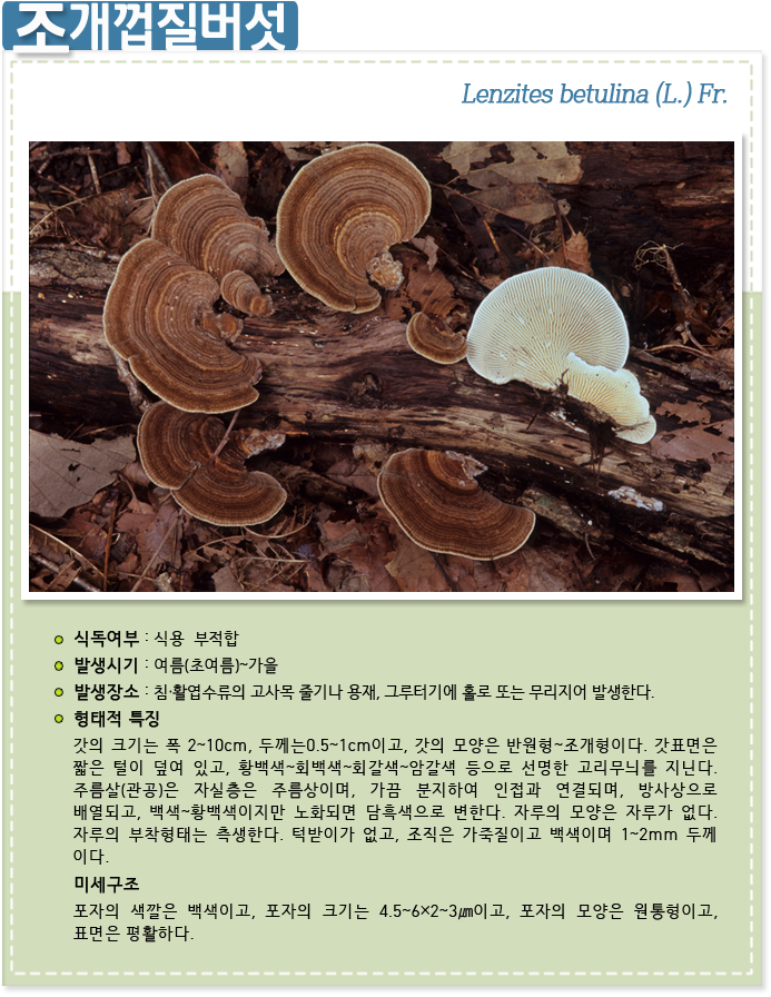 조개껍질버섯 Lenzites betulina (L.) Fr.
                    
식독여부 : 식용 부적합

발생시기 : 여름(초여름)~가을

발생장소 : 침·활엽수류의 고사목 줄기나 용재, 그루터기에 홀로 또는 무리지어 발생한다.

형태적 특징 : 갓의 크기는 폭 2~10cm, 두께는0.5~1cm이고, 갓의 모양은 반원형~조개형이다. 갓표면은 짧은 털이 덮여 있고, 황백색~회백색~회갈색~암갈색 등으로 선명한 고리무늬를 지닌다. 주름살(관공)은 자실층은 주름상이며, 가끔 분지하여 인접과 연결되며, 방사상으로 배열되고, 백색~황백색이지만 노화되면 담흑색으로 변한다. 자루의 모양은 자루가 없다. 자루의 부착형태는 측생한다. 턱받이가 없고, 조직은 가죽질이고 백색이며 1~2mm 두께 이다.

미세구조: 포자의 색깔은 백색이고, 포자의 크기는 4.5~6×2~3㎛이고, 포자의 모양은 원통형이고, 표면은 평활하다.