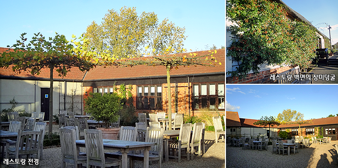 레스토랑 전경, 레스토랑 벽면의 장미덩굴