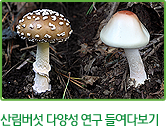 산림버섯 다양성 연구 들여다보기.. 