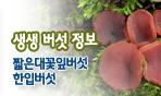 생생버섯정보 짧은대꽃잎버섯 한입버섯