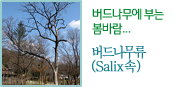 버드나무에 부는 봄바람..(Salix속)