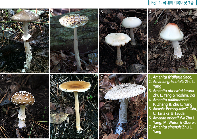 fig.1국내미기록버섯 7종 -1. Amanita fritillaria Sacc.
2. Amanita griseofolia Zhu L. 
     Yang
3. Amanita oberwinklerana 
     Zhu L. Yang & Yoshim. Doi
4. Amanita pallidorosea 
     P. Zhang & Zhu L. Yang
5. Amanita ibotengutake T. Oda,
     C. Tanaka & Tsuda
6. Amanita orientifulva Zhu L. 
     Yang, M. Weiss & Oberw.
7. Amanita sinensis Zhu L. 
     Yang 