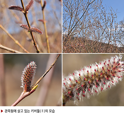 ▶ 관목원에 살고 있는 키버들(♀)의 모습  