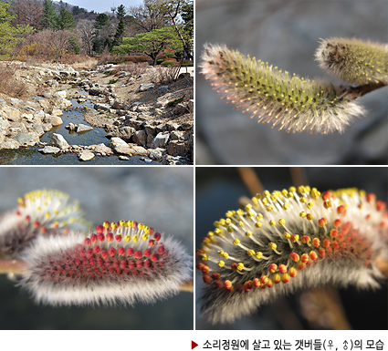 ▶ 관목원에 살고 있는 키버들(♀)의 모습  
