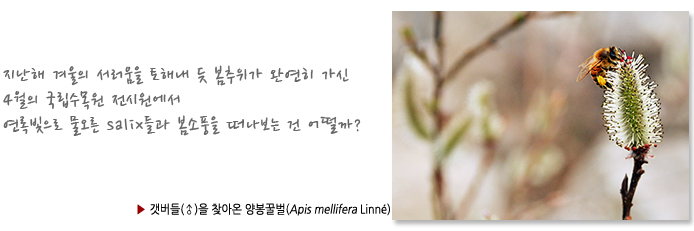 지난해 겨울의 서러움을 토해내 듯 봄추위가 완연히 가신
4월의 국립수목원 전시원에서 연록빛으로 물오른 salix들과 봄소풍을 떠나보는 건 어떨까?, ▶ 갯버들(♂)을 찾아온 양봉꿀벌(Apis mellifera Linné) 