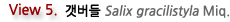 View 5. 갯버들 Salix gracilistyla Miq.  