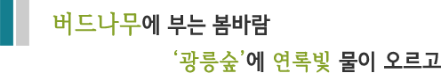 버드나무에 부는 봄바람 '광릉숲'에 연록빛 물이 오르고  