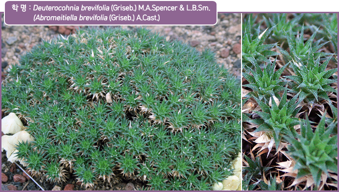 학 명 : Deuterocohnia brevifolia (Griseb.) M.A.Spencer & L.B.Sm.
           (Abromeitiella brevifolia (Griseb.) A.Cast.)