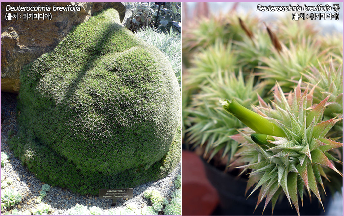 Deuterocohnia brevifolia <출처 : 위키피디아>