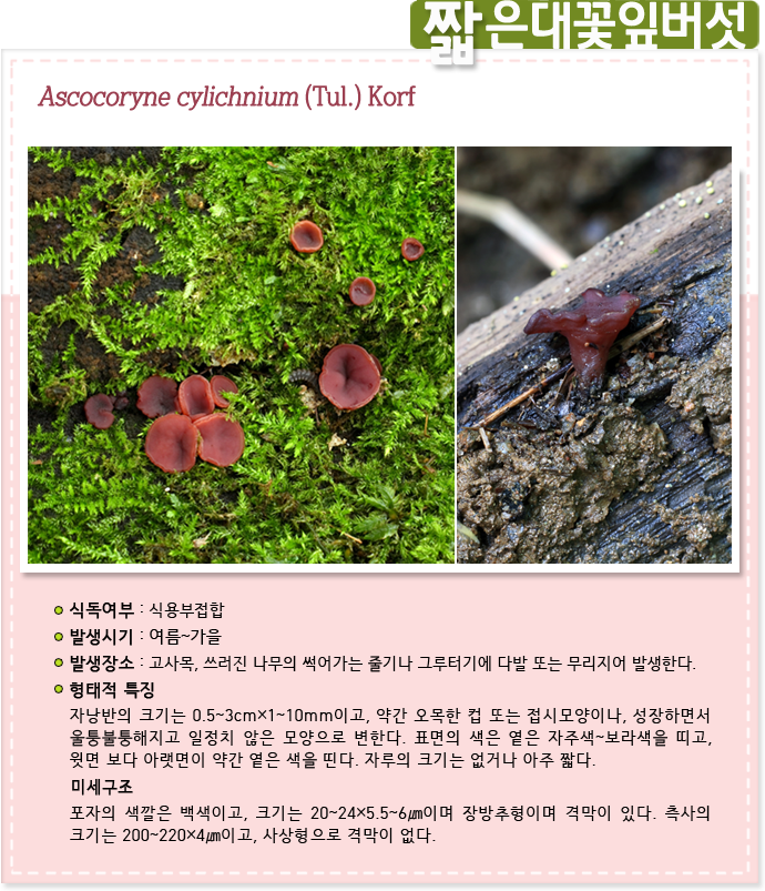 짧
은대꽃잎버섯, Ascocoryne cylichnium (Tul.) Korf ,식독여부 : 식용부접합

발생시기 : 여름~가을

발생장소 : 고사목, 쓰러진 나무의 썩어가는 줄기나 그루터기에 다발 또는 무리지어 발생한다.

형태적 특징
자낭반의 크기는 0.5~3cm×1~10mm이고, 약간 오목한 컵 또는 접시모양이나, 성장하면서 울퉁불퉁해지고 일정치 않은 모양으로 변한다. 표면의 색은 옅은 자주색~보라색을 띠고, 윗면 보다 아랫면이 약간 옅은 색을 띤다. 자루의 크기는 없거나 아주 짧다.
미세구조
포자의 색깔은 백색이고, 크기는 20~24×5.5~6㎛이며 장방추형이며 격막이 있다. 측사의 크기는 200~220×4㎛이고, 사상형으로 격막이 없다. 
