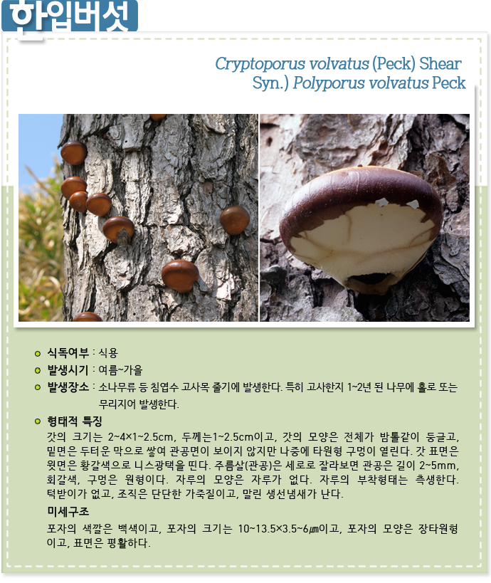한입 버섯 Cryptoporus volvatus (Peck) Shear 
Syn.) Polyporus volvatus Peck,
 식독여부 : 식용

발생시기 : 여름~가을

발생장소 : 소나무류 등 침엽수 고사목 줄기에 발생한다. 특히 고사한지 1~2년 된 나무에 홀로 또는

                   무리지어 발생한다.

형태적 특징


              


갓의 크기는 2~4×1~2.5cm, 두께는1~2.5cm이고, 갓의 모양은 전체가 밤톨같이 둥글고, 밑면은 두터운 막으로 쌓여 관공면이 보이지 않지만 나중에 타원형 구멍이 열린다. 갓 표면은 윗면은 황갈색으로 니스광택을 띤다. 주름살(관공)은 세로로 잘라보면 관공은 길이 2~5mm, 회갈색, 구멍은 원형이다. 자루의 모양은 자루가 없다. 자루의 부착형태는 측생한다. 턱받이가 없고, 조직은 단단한 가죽질이고, 말린 생선냄새가 난다.
미세구조            


포자의 색깔은 백색이고, 포자의 크기는 10~13.5×3.5~6㎛이고, 포자의 모양은 장타원형 이고, 표면은 평활하다.