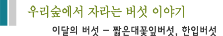 우리 숲에서 자라는 버섯 이야기 이달이 버섯 - 짧은 대꽃잎버섯, 한입버섯