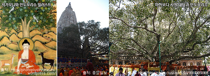 석가모니와 인도보리수 일러스트출처: http://photoplusbyritasimwordpress.com/

,출처: 중앙일보
,마하보디 사원 대탑과 인도보리수
,출처: http://blog.naver.com/qqh1234/90149558880