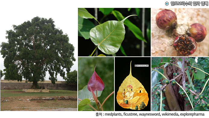  인도보리수의 잎과 열매, 출처 : medplants, ficustree, waynesword, wikimedia, explorepharma