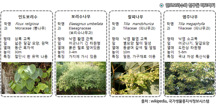 ●  인도보리수와 친구들 비교하기, 출처 : wikipedia, 국가 생물종지식정보시스템 