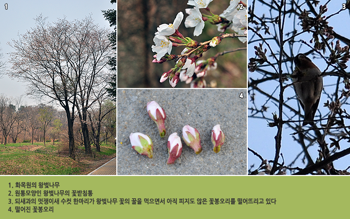 1. 화목원의 왕벚나무     
                                        2. 원통모양인 왕벚나무의 꽃받침통
                                        3. 되새과의 멋쟁이새 수컷 한마리가 왕벚나무 꽃의 꿀을 먹으면서 아직 피지도 않은 꽃봉오리를 떨어뜨리고 있다 
                                        4. 떨어진 꽃봉오리