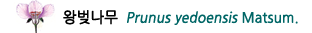 왕벚나무 Prunus yedoensis Matsum.