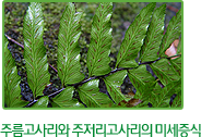 주름고사리와 주저리고사리의 미세증식