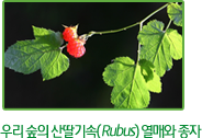 우리 숲의 산딸기속(Rubus) 열매와 종자