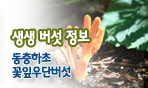 생생버섯말.동충하초
꽃잎우단버섯