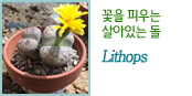 꽃을 피우는
살아있는 돌 Lithops