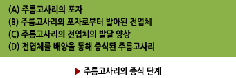 (A) 주름고사리의 포자/(B) 주름고사리의 포자로부터 발아된 전엽체/(C) 주름고사리의 전엽체의 발달 양상/(D) 전엽체를 배양을 통해 증식된 주름고사리 ▶ 주름고사리의 증식 단계.