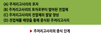 (A) 주저리고사리의 포자/(B) 주저리고사리의 포자로부터 발아된 전엽체/(C) 주저리고사리의 전엽체의 발달 양상/(D) 전엽체를 배양을 통해 증식된 주저리고사리 ▶ 주저리고사리의 증식 단계.