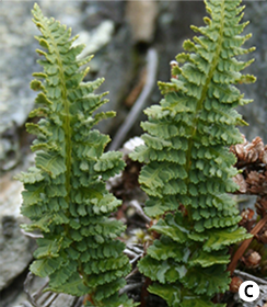 (C) 주저리고사리(Dryopteris fragrans var. remotiuscula (Kom.) Kom. )- 출처 url : http://science.halleyhosting.com/nature/index.htm