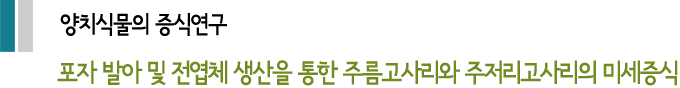 양치식물의 증식연구 포자 발아 및 전엽체 생산을 통한 주름고사리와 주저리고사리의 미세증식