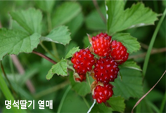 명석딸기 열매