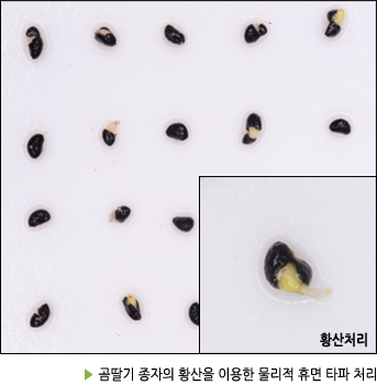 황산처리 ▶ 곰딸기 종자의 황산을 이용한 물리적 휴면 타파 처리 