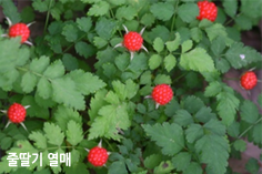 줄딸기 열매