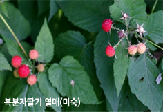 복분자딸기 열매(미숙)