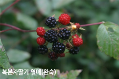 복분자딸기 열매(완숙)
