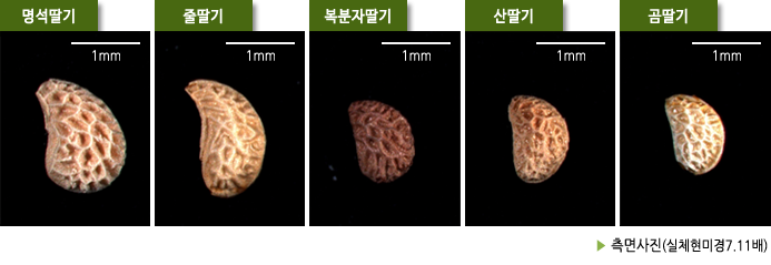 명석딸기/줄딸기/산딸기/복분자딸기/곰딸기 ▶ 측면사진(실체현미경7.11배) 
 