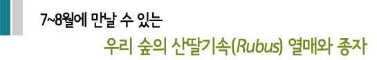 7~8월에 만날 수 있는 우리 숲의 산딸기속(Rubus) 열매와 종자
